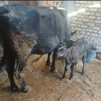 گاو فروشی|حیوانات مزرعه|دره شهر, |دیوار