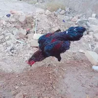 خروس لاری