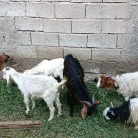 گوسفند معامله ای