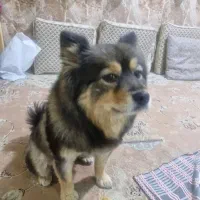 سگ پیدا شده|حیوانات|بومهن, |دیوار