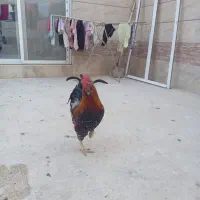 مرغ گلین حیوانات مزرعه