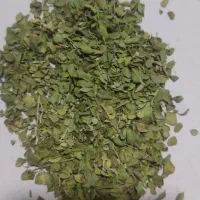 آویشن پهن جنوبی