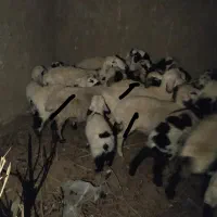 فروش گوسفند
