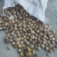 عسل چهل گیاه ،گردوی کاغذی|خوردنی و آشامیدنی|تهران, قصر فیروزه ۲|دیوار