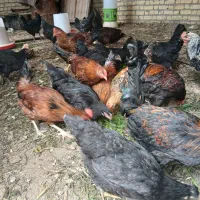 مرغ خروس جوان