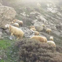 بره نر|حیوانات مزرعه|کلیبر, |دیوار