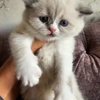 بچه گربه‌های اسکاتیش فولد اصیل آماده