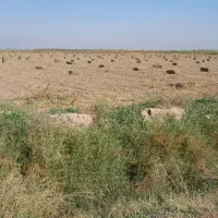 خرید فروش علف بادام زمینی|لوازم جانبی حیوانات|اسلام آباد, |دیوار