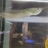 فلاور هد دار خوب سالم، آروانا|ماهی|تهران, دهقان|دیوار