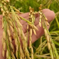 فروش عمده برنج هاشمی و دوم سیاه|عمدهفروشی|درگز, |دیوار