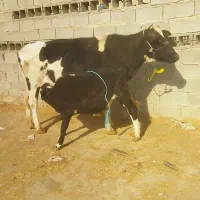 گاو دامداری و داشت درجه یک