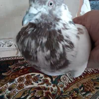 سهره صدرصدنر|پرنده|قم, ناصردیوان|دیوار