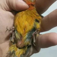 قناری ماده دارچینی سوخته اروجینال آماده