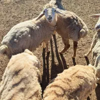 گوسفند ماده