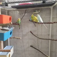 مرغ عشق مولد فروش به صورت یکجا