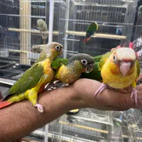 جوجه گیرینچیک رام دستی سخنگو تک وتعداد
