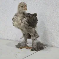 جوجه برهما پاتریچ|حیوانات مزرعه|میبد, |دیوار