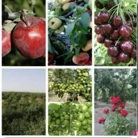 باغ فروشی کشاورزی / باغ اجاره ای ساحلی لب آب|فروش خانه و ویلا|اصفهان, خواجو|دیوار