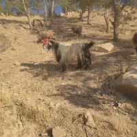 دوبر|پرنده|لردگان, |دیوار