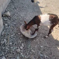 نری نقشی|حیوانات مزرعه|بندرعباس, |دیوار