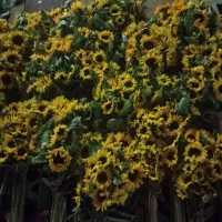 فروش گل آفتاب در سراسرکشور|گل و گیاه طبیعی|اندیمشک, |دیوار