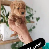 مجموعه توله های فانتزی|سگ|شیراز, صنایع الکترونیک|دیوار