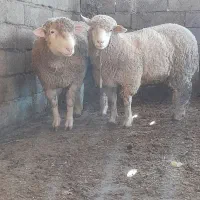 گوسفند میش بره|حیوانات مزرعه|شیرگاه, |دیوار