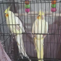 جفت عروس هلندی  لوتینو زعفرونی