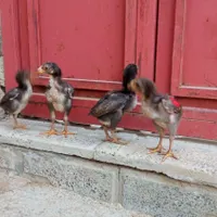 جوجکه