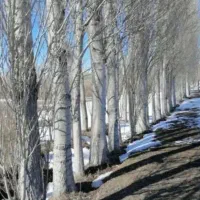 خرید درخت و چوب