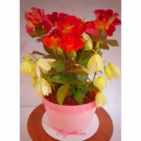 کیک وشیرینی خونگی