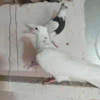 کبوتر طوقی|پرنده|شهرکرد, |دیوار