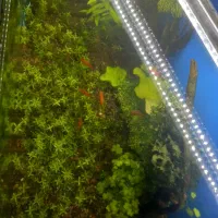 آکواریوم پلنت|ماهی|سنندج, |دیوار