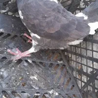 کبوتر یا کفتر ..|پرنده|نظرآباد, شهرک فرهنگیان|دیوار