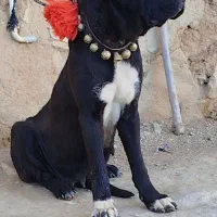 واگذاری سه قلاده سگ نگهبان گله ای