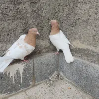 کفتر کله زرد نر