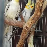 مرغ عروس فروشی|پرنده|کاشان, فاز ۱ ناجی آباد|دیوار