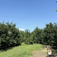فروش زمین باغی با درختان نارنگی و پرتقال|فروش زمین و ملک کلنگی|قائم‌شهر, |دیوار