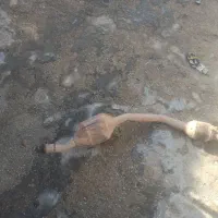 کاتالیزور خودرو