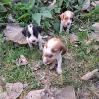 واگذاری۳ توله سگ نر|سگ|لولمان, |دیوار