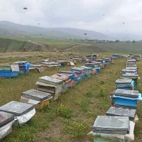 عسل طبیعی