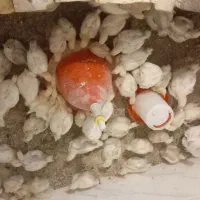 جوجه گوشتی یک روزه پلاس