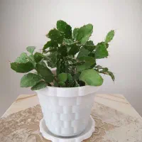 چند مدل گل آپارتمانی|گل و گیاه طبیعی|کرمانشاه, |دیوار