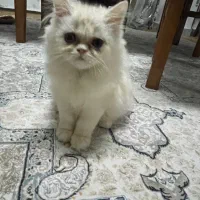 واگذاری گربه پرشین|گربه|رشت, دیلمان|دیوار