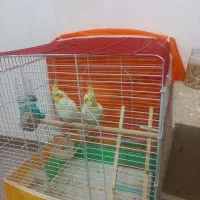 پرنده|پرنده|فولادشهر, مسکن مهر فولادشهر|دیوار