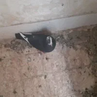 فروش یا معاوضه با مرغ یا خروس|پرنده|کرمان, |دیوار