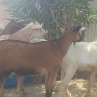 بره کهره نرچپشت گیسه بز ماه محرم نذری چاق سرحال