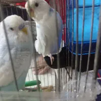 مرغ عشق نرو ماده ۳ عدد تخم مرغ|پرنده|اردبیل, |دیوار