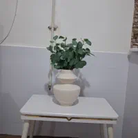 بوته ی اکالیپتوس