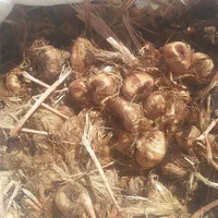 فروش پیاز زعفران زاوه قطب زعفران|عمدهفروشی|تربتحیدریه, شهرک ولیعصر|دیوار